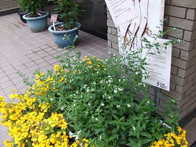 植物園で展示されてた、丹精して栽培されたムラサキの写真